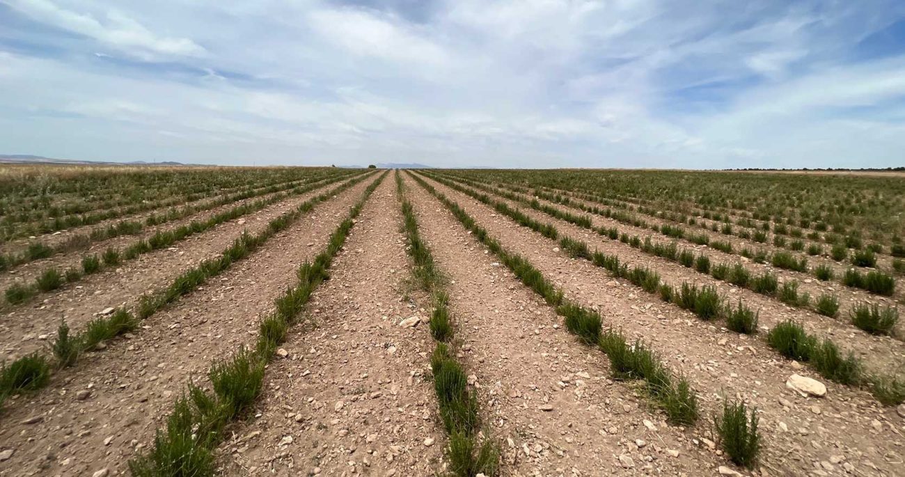 Finca Los Trances. Hernán-Valle